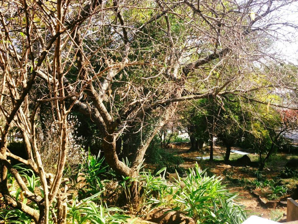 ليديسميث Peaches & Cream Bed & Breakfast المظهر الخارجي الصورة