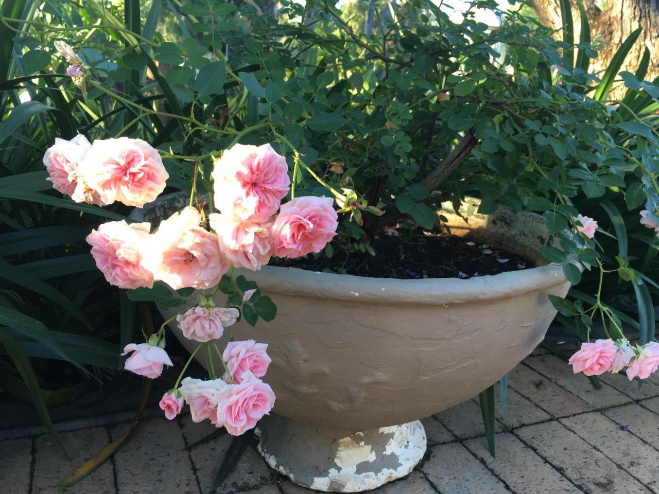 ليديسميث Peaches & Cream Bed & Breakfast المظهر الخارجي الصورة